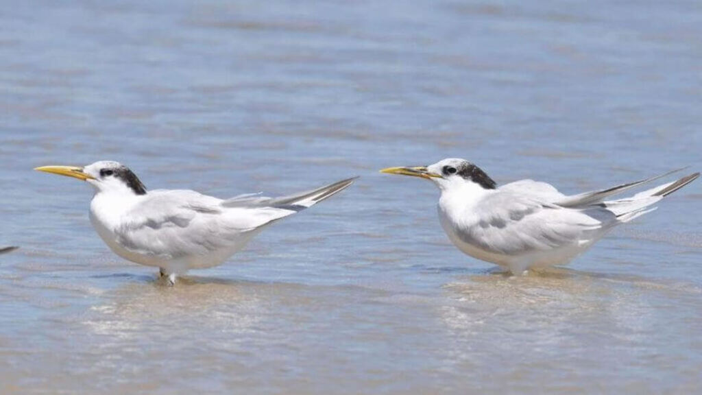 Equipes do Projeto de Monitoramento de Praias de SC estão em alerta para possíveis casos de influenza aviária no Litoral Norte