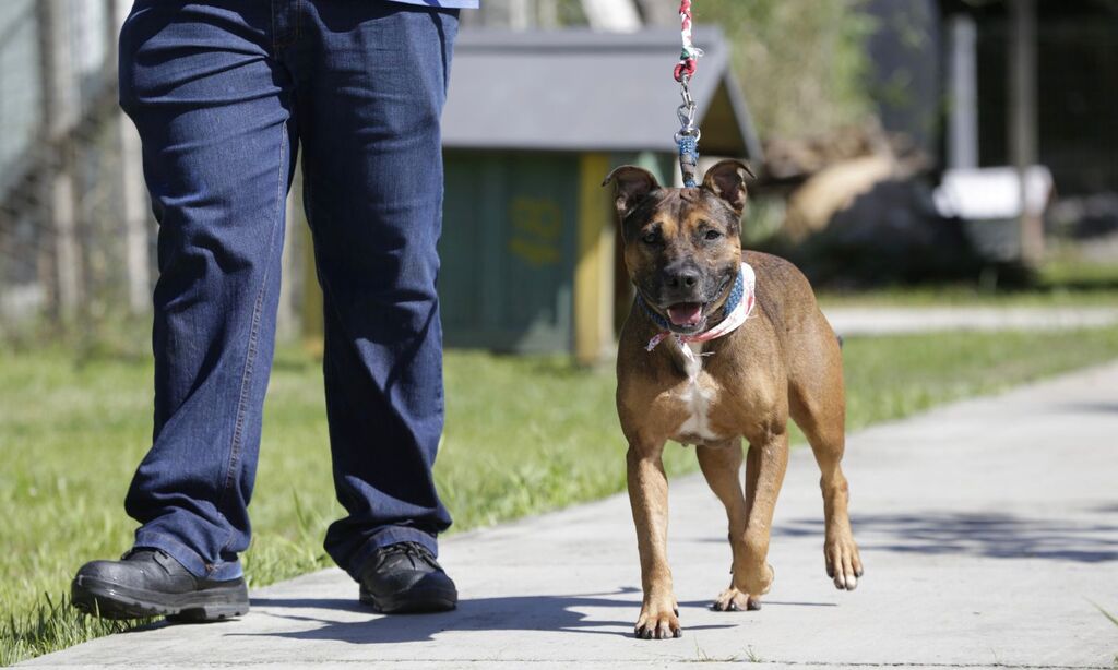 Animais acolhidos no CBEA podem ser adotados permanentemente ou em lar temporário