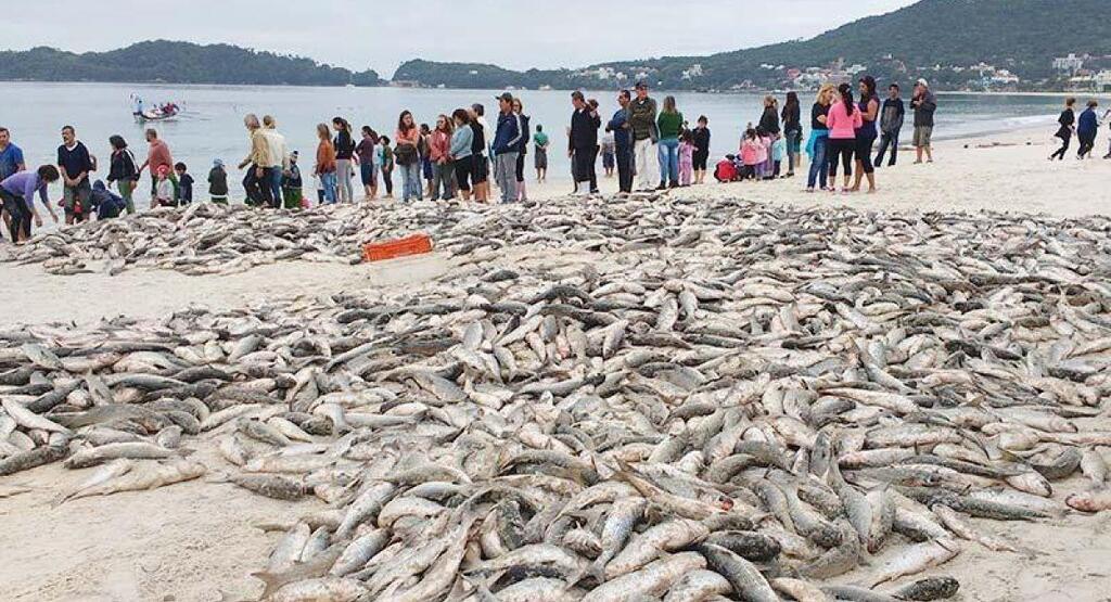 Florianópolis busca superar recorde da safra passada após maior lanço de tainha da temporada