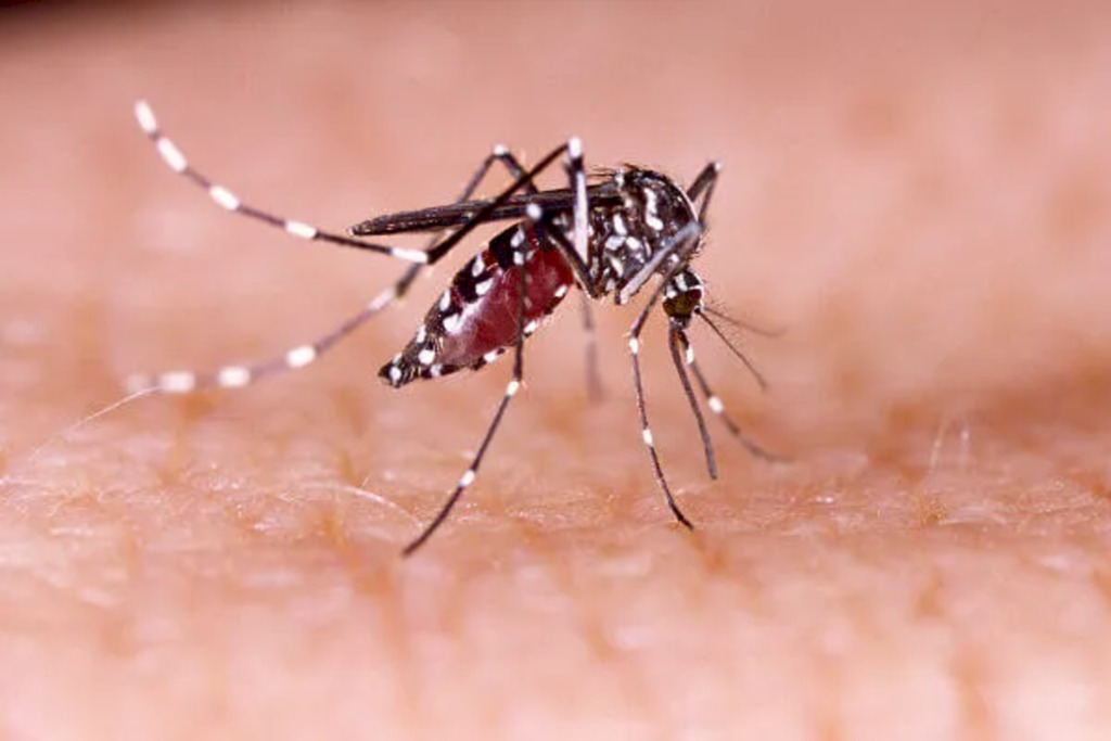 Canoinhas terá dia de mobilização para combater a dengue