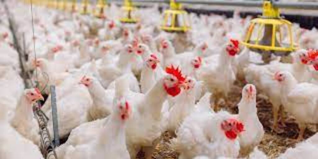 Manutenção dos níveis de embarques da carne de frango reforça a confiança internacional no Brasil
