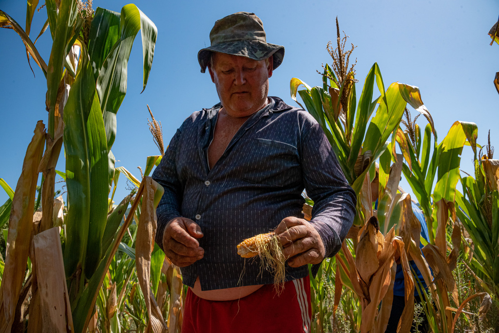Foto: Eduardo Ramos (Diário) - Agricultor Edir Elson Kegler mostra produção de milho que não tem aproveitamento