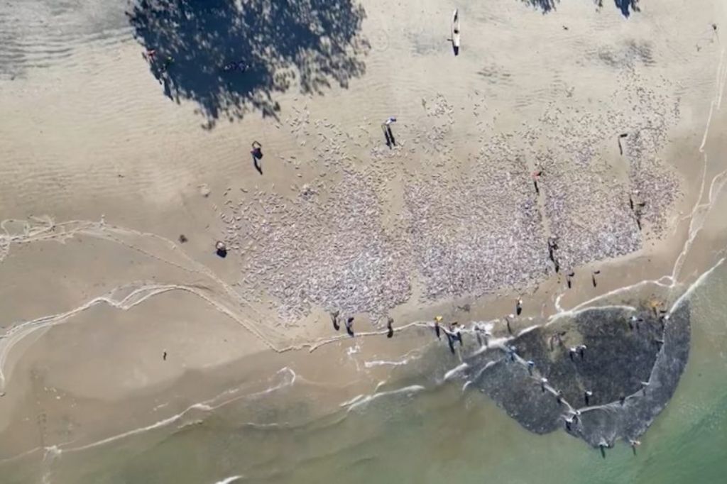  - A praia de Naufragados assume o 4° lugar do ranking de maiores capturas de tainha da história de Santa Catarina – Foto: Reprodução/@pescadatainha