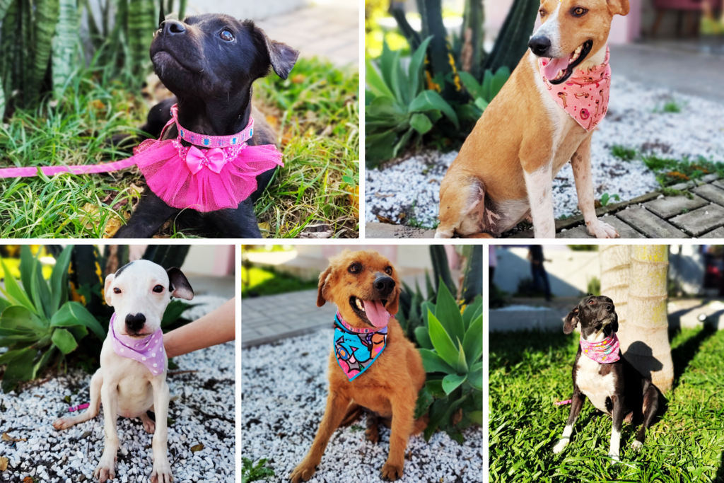 Para não encerrar atividades, associação Somos Pet lança campanha para adoção de cachorros vira-lata; veja fotos