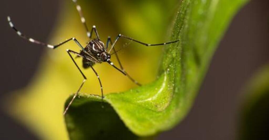 Dengue já infectou mais de 74 mil pessoas em SC