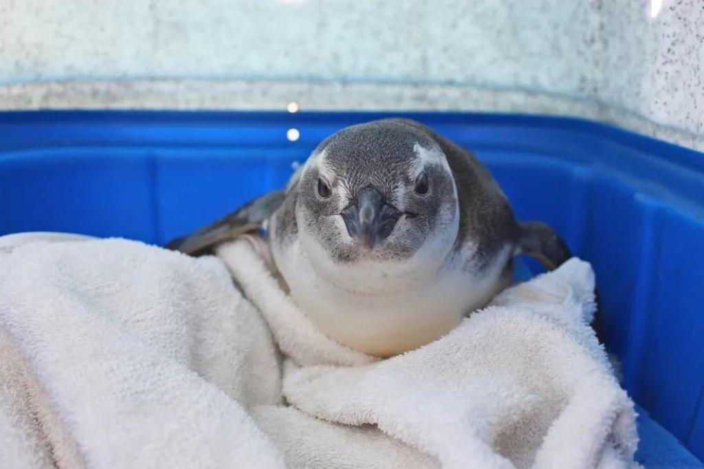 Pinguim 'extremamente desidratado' é encontrado por surfistas nadando em praia de SC