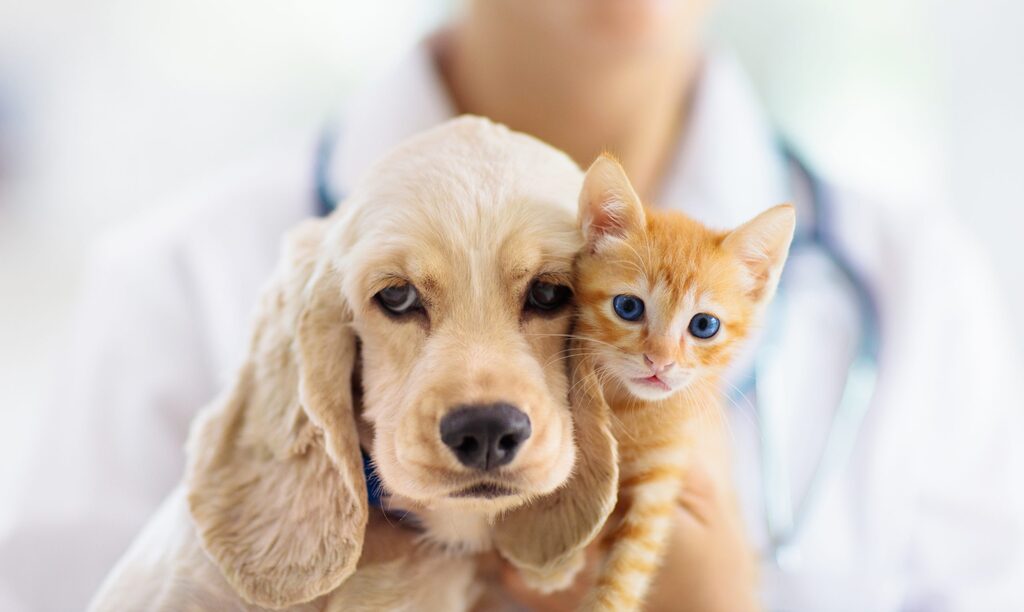 Julho é dourado como incentivo à vacinação dos animais