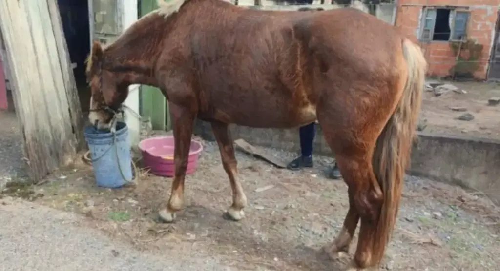 Égua vítima de maus-tratos é resgatada pela Polícia Civil em Araquari