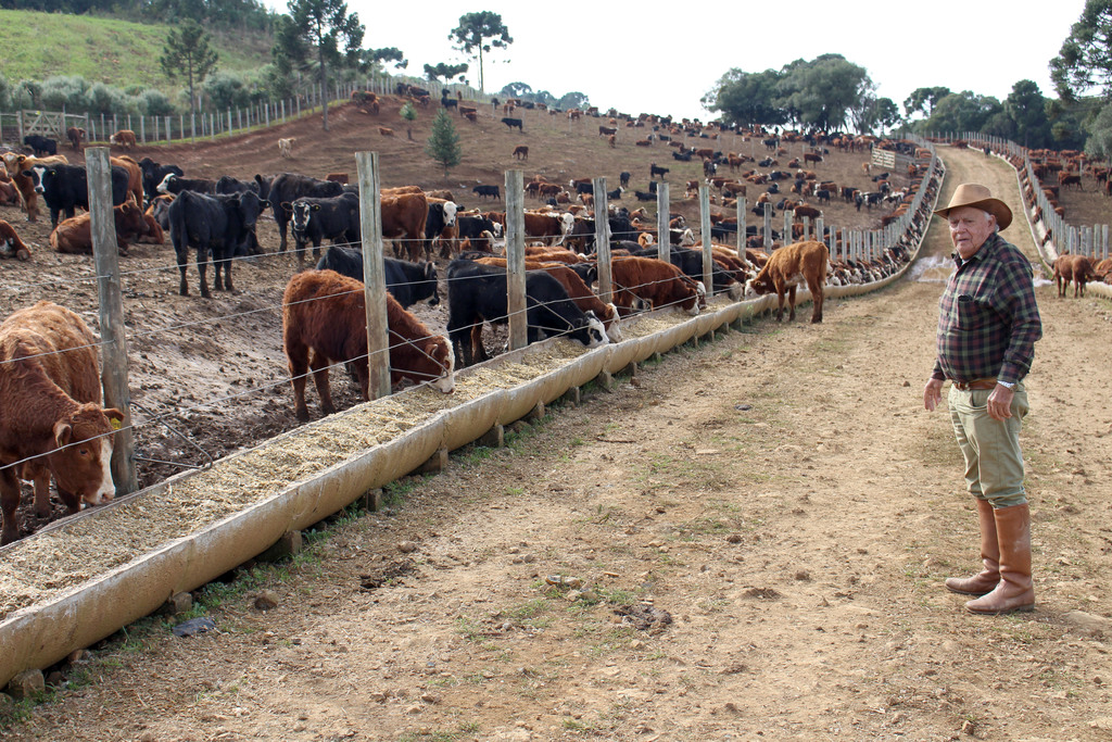 Capão Alto implanta base regional de exportação de bovinos para Turquia