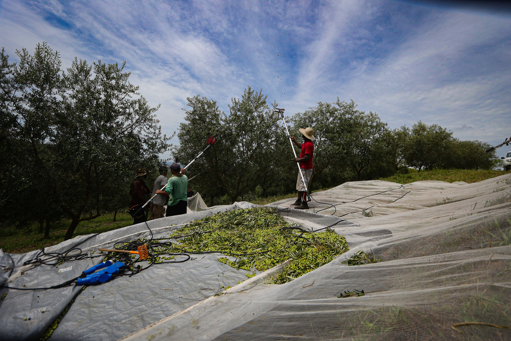 Foto: Italo Santos - Especial - DP - Estado possui 4,3 mil hectares de oliveiras em idade produtiva