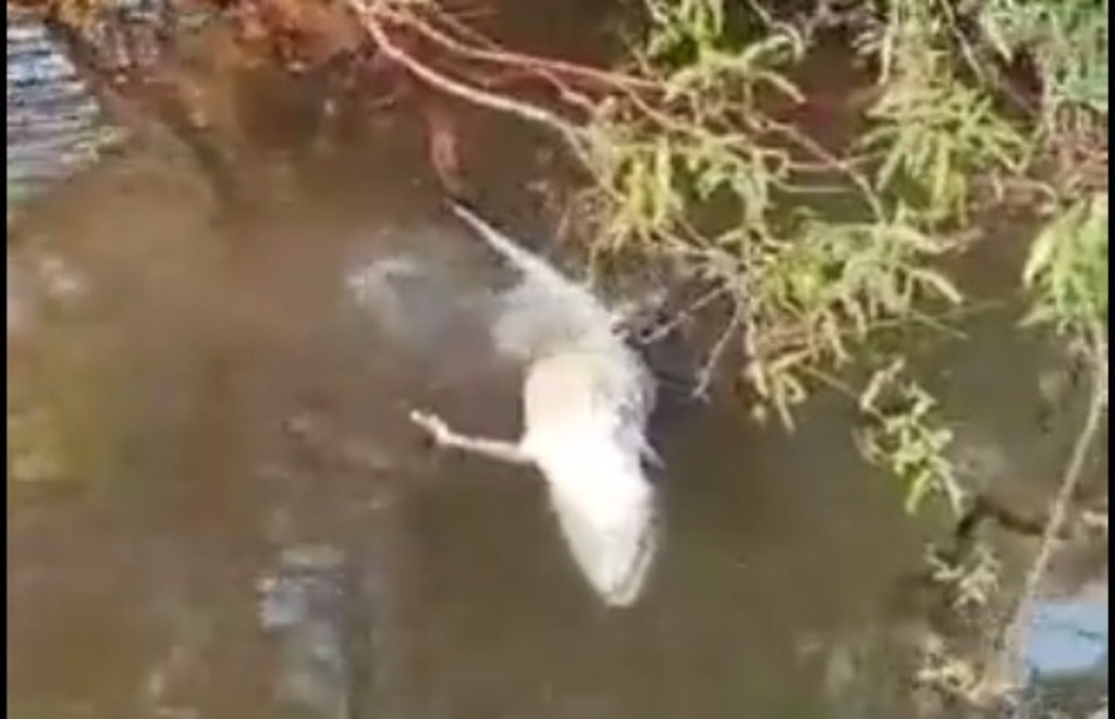 título imagem VÍDEO: jacaré é encontrado sendo devorado por piranhas em Tocantins