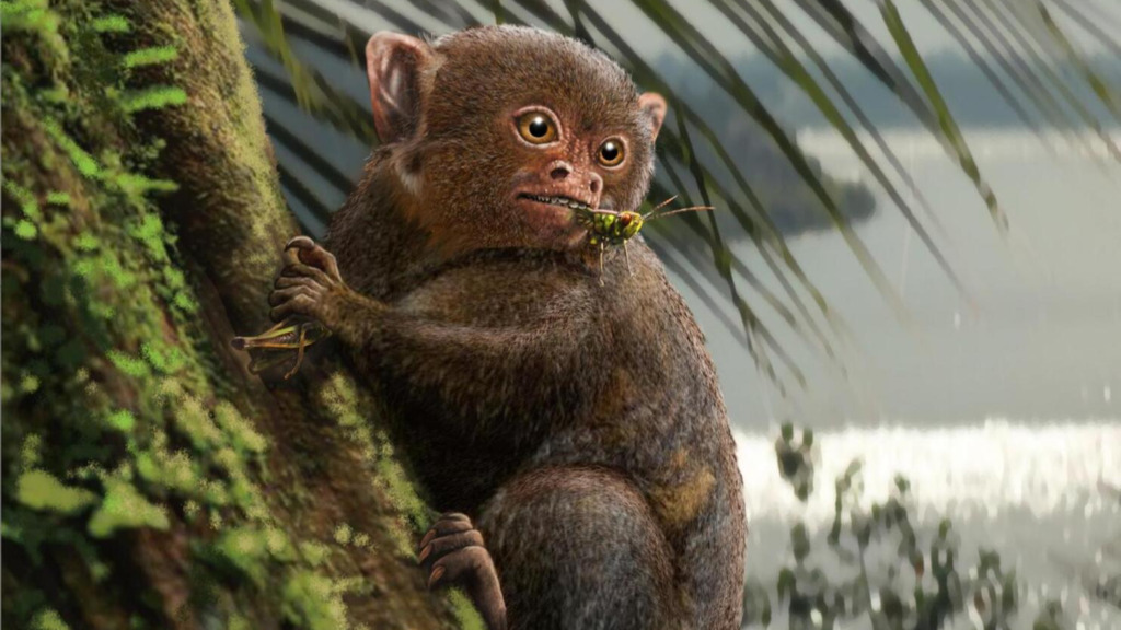 título imagem Estudo descobre nova espécie que desvenda a  chegada dos primeiros primatas às Américas