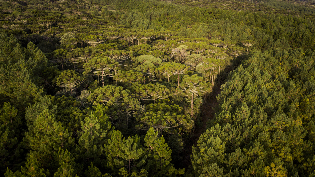 Klabin avança no manejo sustentável de áreas florestais em Santa Catarina