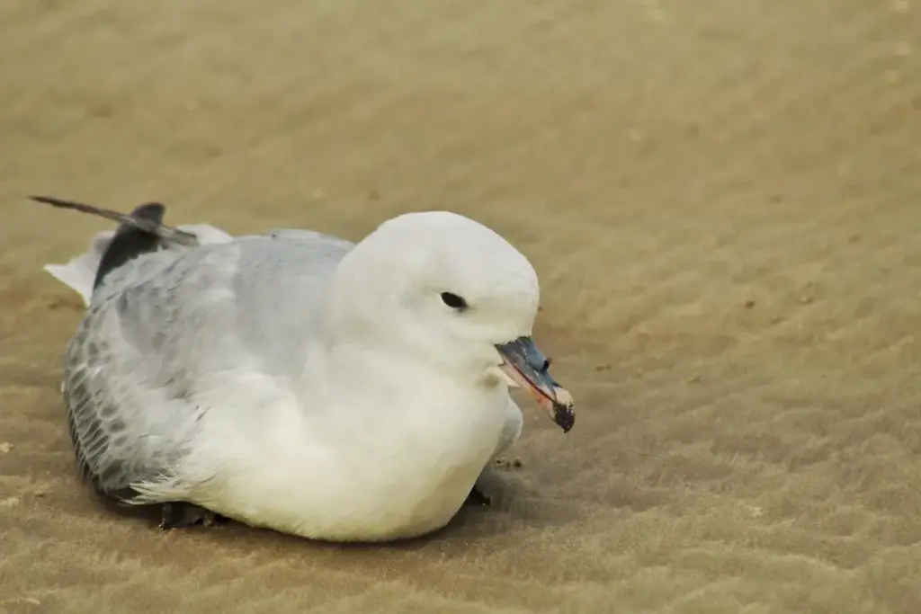 Foto: PMP/Divulgação - Pardelão-prateado é encontrado em praia de Laguna, no sul de Santa Catarina.