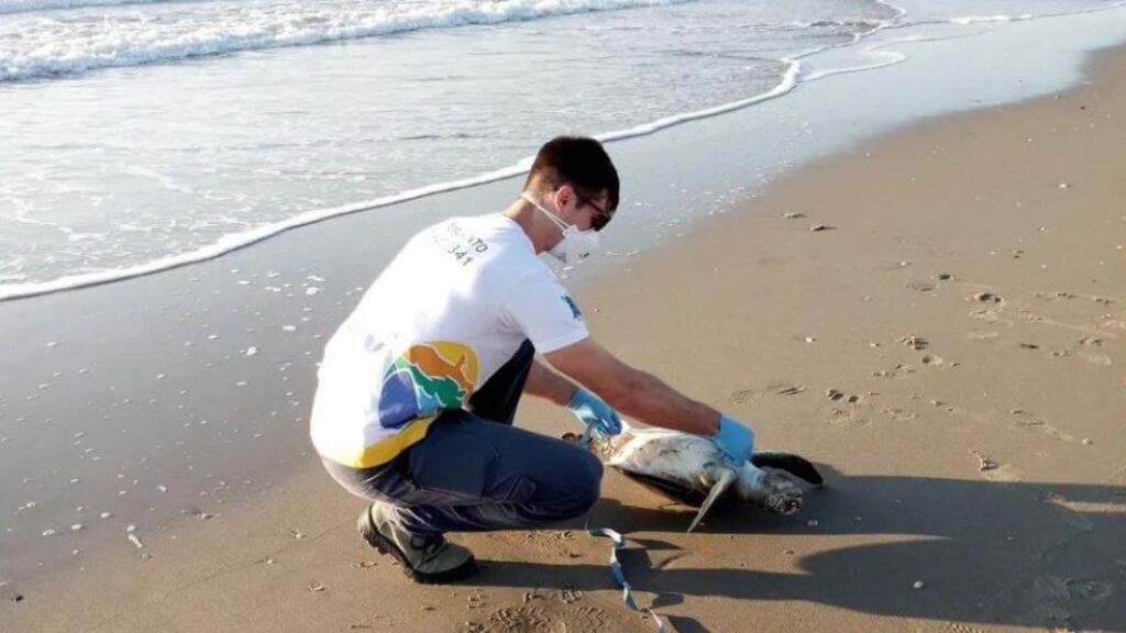 72 tartarugas-verdes são encontradas mortas no litoral Norte de Santa Catarina