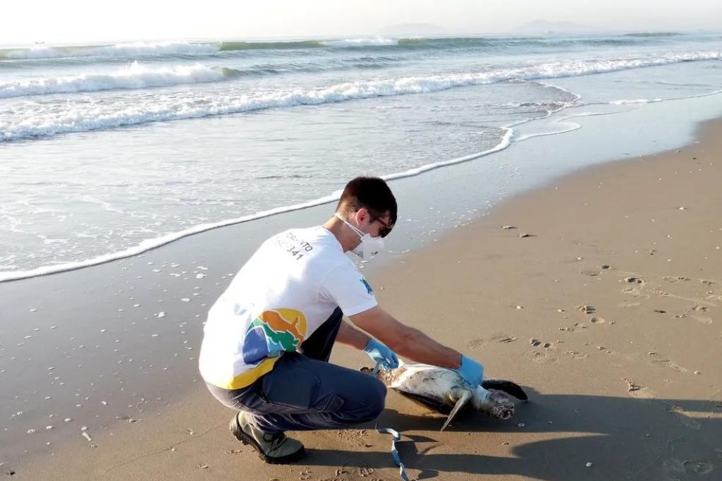 Em 30 dias, pesquisadores encontram 72 tartarugas-verdes mortas no Litoral Norte de SC