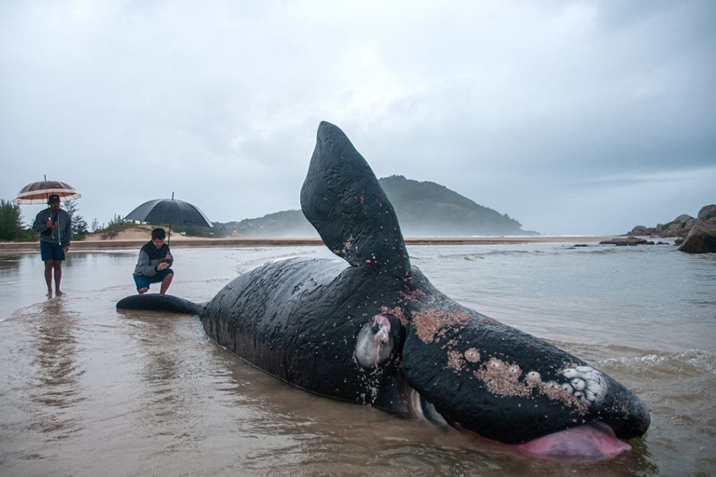 Filhote de Baleia Franca encalha sem vida na Praia da Barra