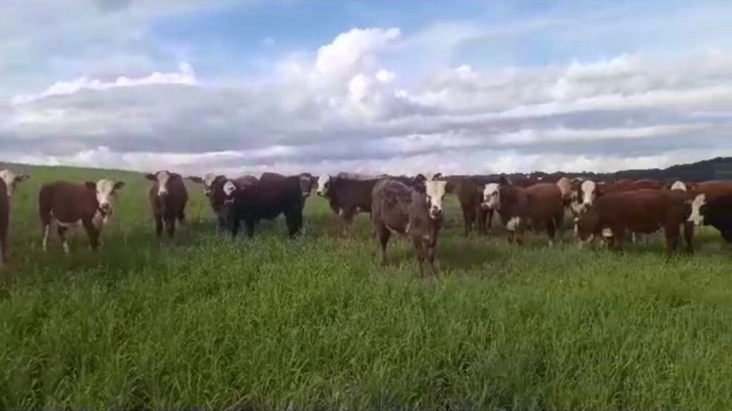 Produtores rurais denunciam furtos de gado e prejuízo de quase R$ 100 mil em cidade da região