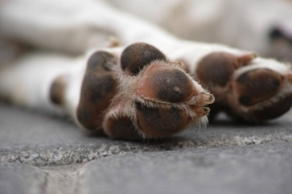 Justiça condena homem por maus-tratos de natureza sexual contra cão em Correia Pinto