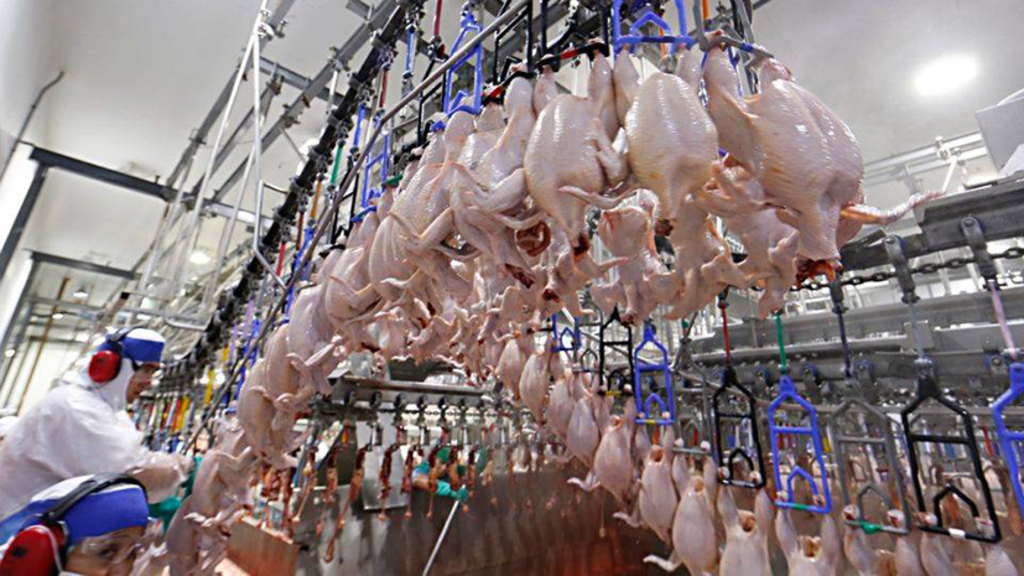  - Carne de frango é o segundo produto mais exportado em Seara