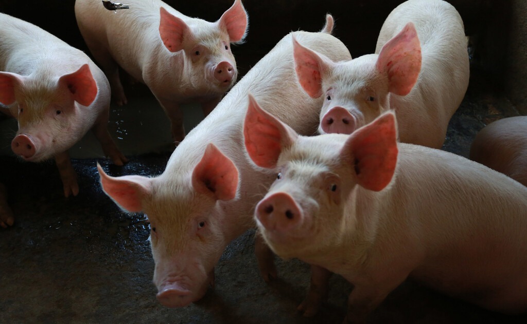 Recorde histórico de venda de carne suína catarinense para o exterior no primeiro semestre