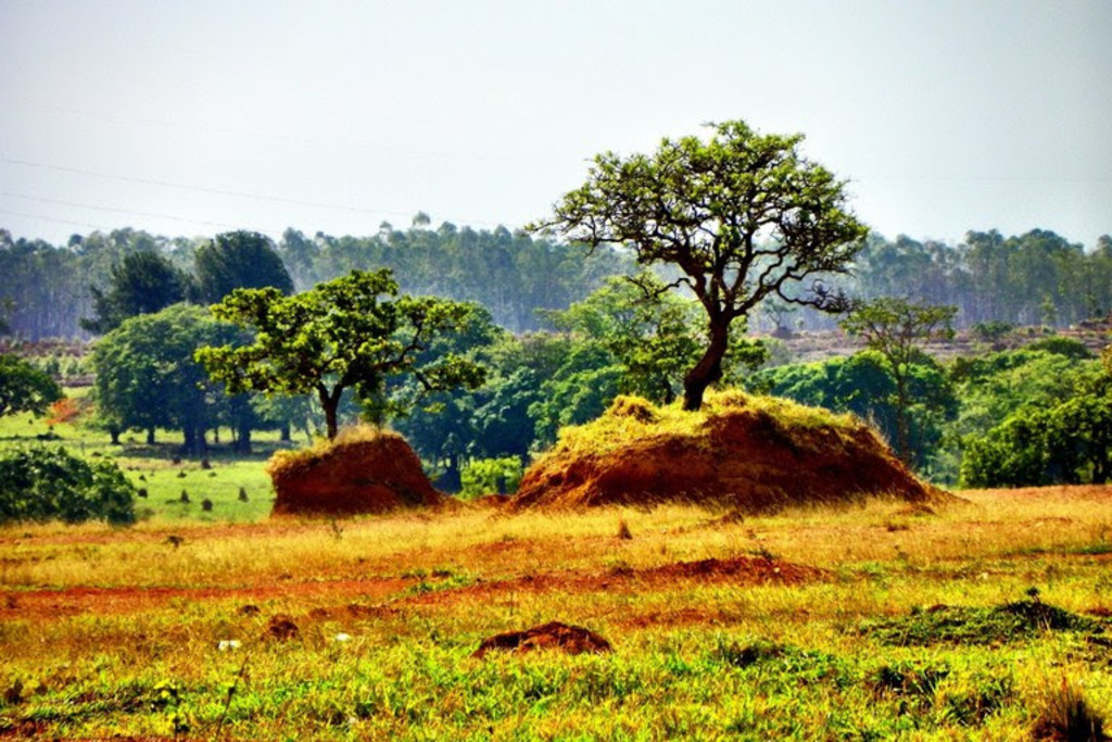 Foto: Rosario Xavier /  Pixabay / Reprodução - Compromisso ambiental passou a ser pré-requisito para linhas de crédito do BNDES