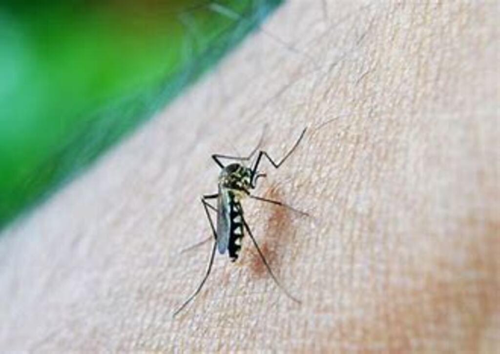 Joinville confirma mais um óbito por dengue