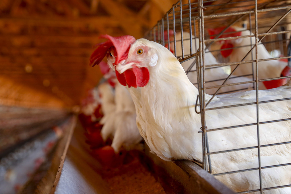 Japão suspende importação de frango catarinense