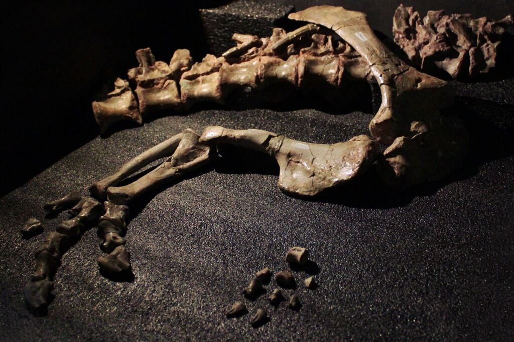 Pesquisadores da UFSM descobrem fóssil de dinossauro “jovem” junto a outro escavado há 25 anos no RS