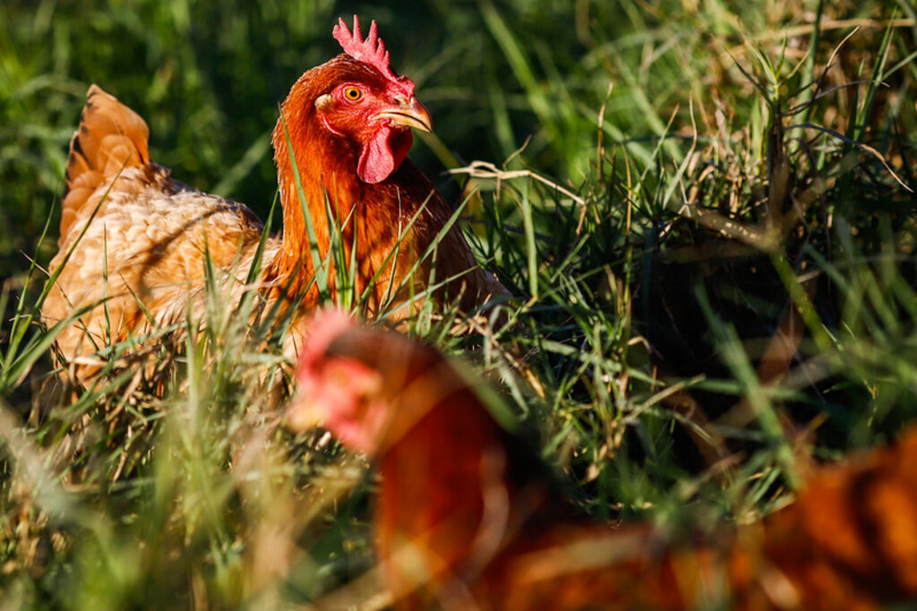 Santa Catarina alinha ações com o Ministério da Agricultura para proteger o plantel avícola catarinense