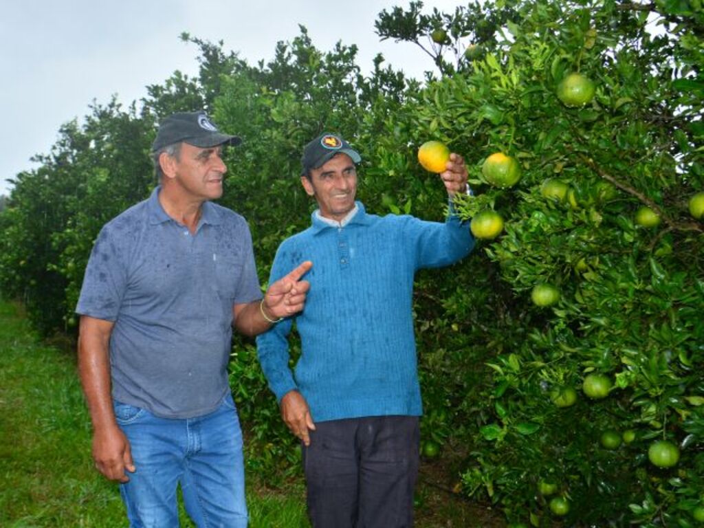 (Foto: Aires Mariga/Epagri) - 