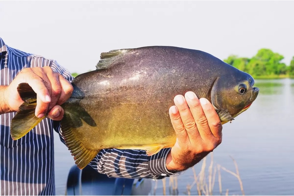 Seminário do Peixe