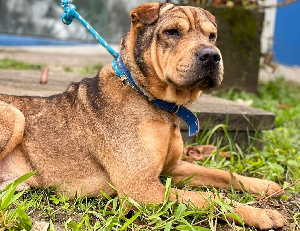 Foto: Cachorro Oeste / Divulgação - 