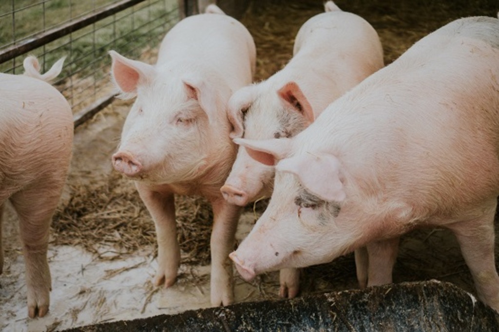 Suinocultor que prejudicou o cultivo de peixes do vizinho terá que indenizá-lo