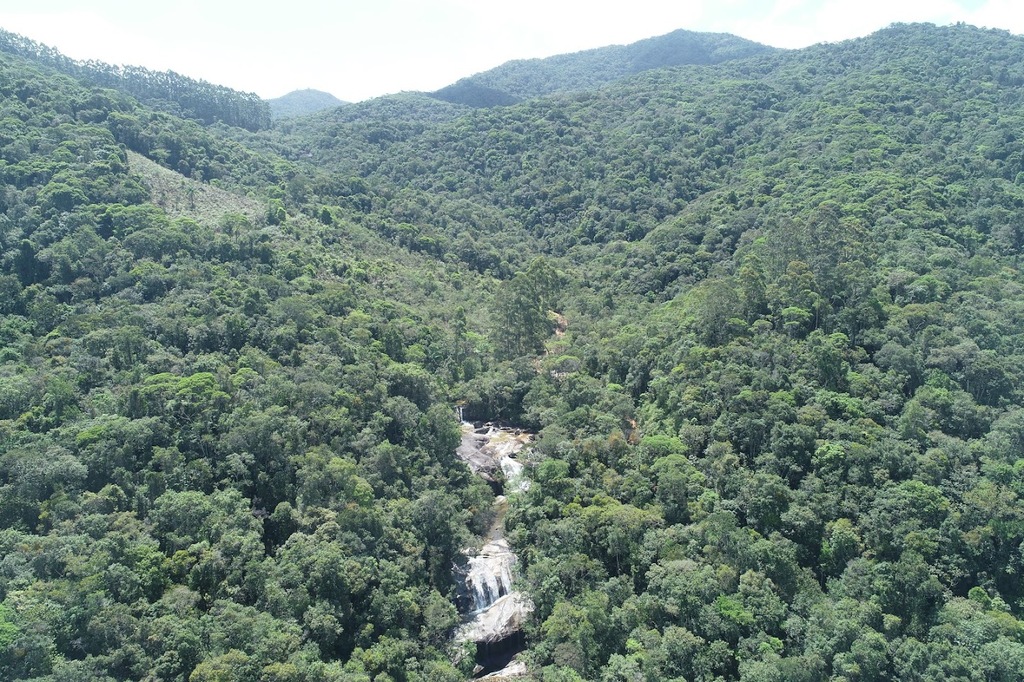 Estado de Santa Catarina reduz desmatamento da Mata Atlântica em 46%