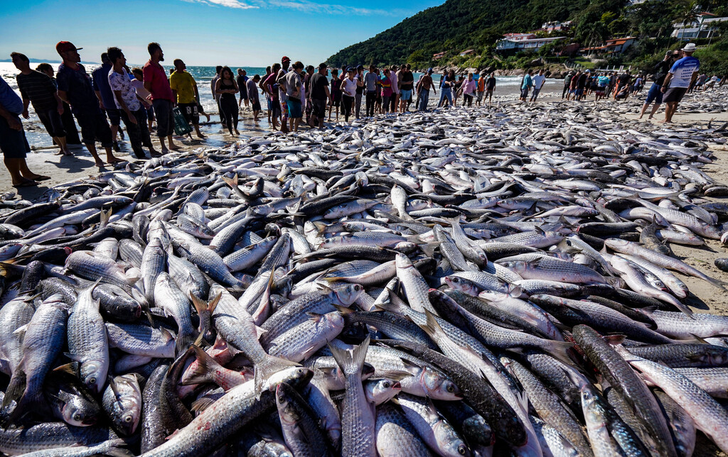 Mesmo com restrições, pesca da tainha em Santa Catarina registra lanços históricos