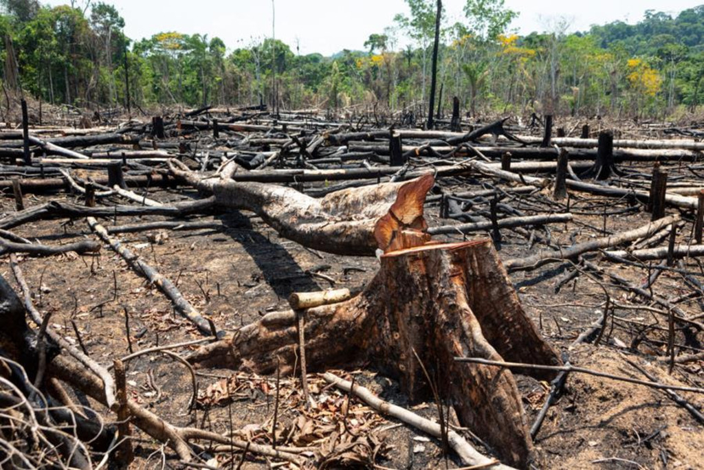 Desmatamento bate recorde no Cerrado e cai na Amazônia