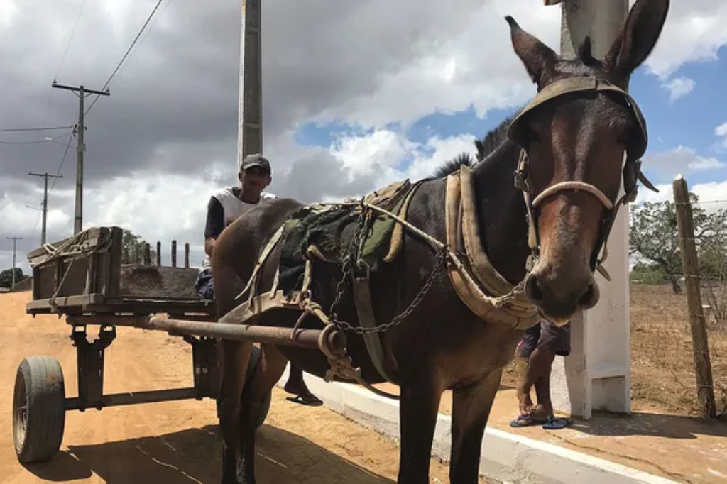 Projeto em SC quer proibir circulação de carroças e transporte de carga animal