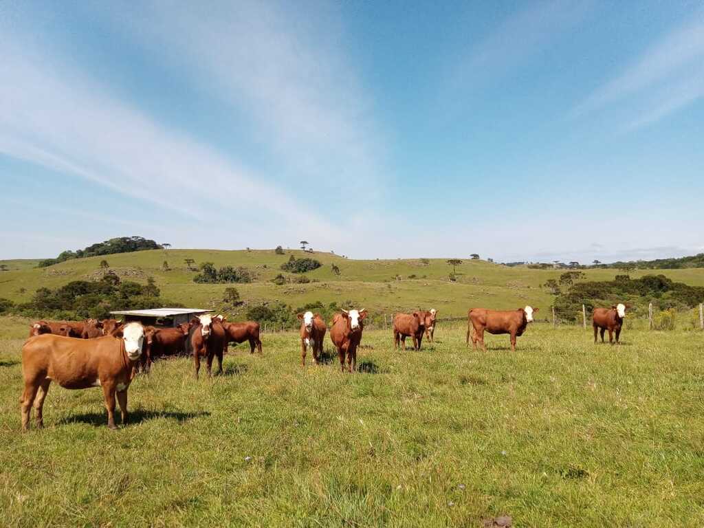 Prorrogado o prazo para os produtores rurais atualizarem o Cadastro Agropecuário