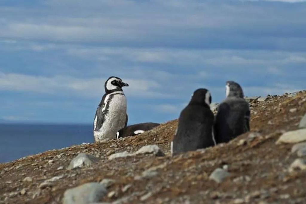 Santa Catarina identifica dois casos de gripe aviária em pinguins