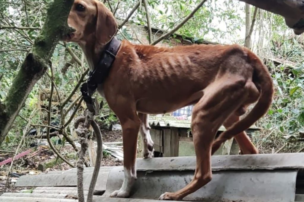 Polícia Civil de Imbituba prende mulher em flagrante pelo crime de maus-tratos contra animais