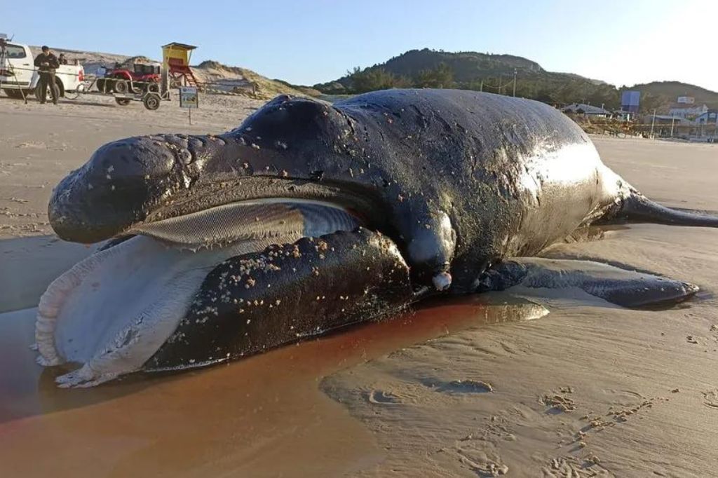  - Filhote foi encontrado morto em praia de Florianópolis — Foto: R3 Animal/Divulgação