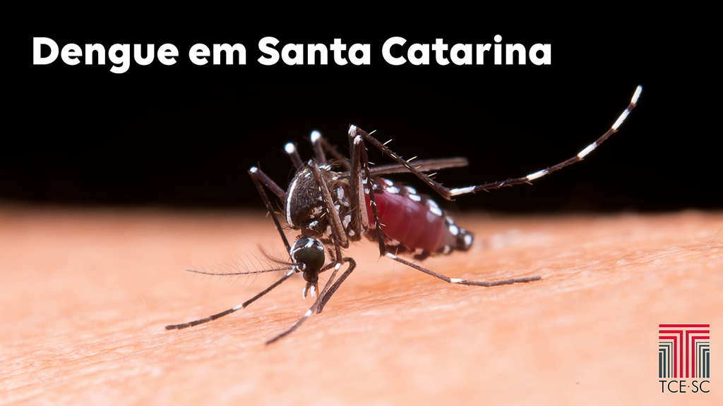 Casos de Dengue aumentam 1.799% em seis anos em Santa Catarina