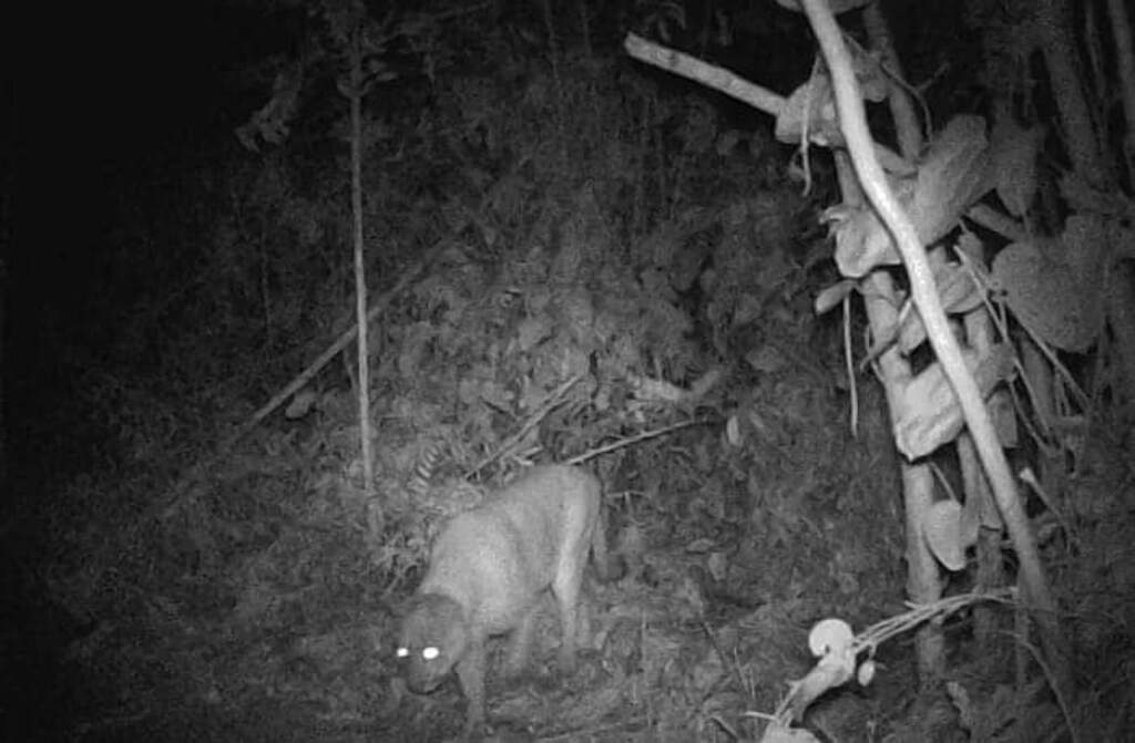 ONÇA-PARDA CONHECIDA TAMBÉM COM SUSSUARANA OU LEÃO-BAIO ASSUSTA MORADORES DE RODEIO APÓS MATAR OVELHA.
