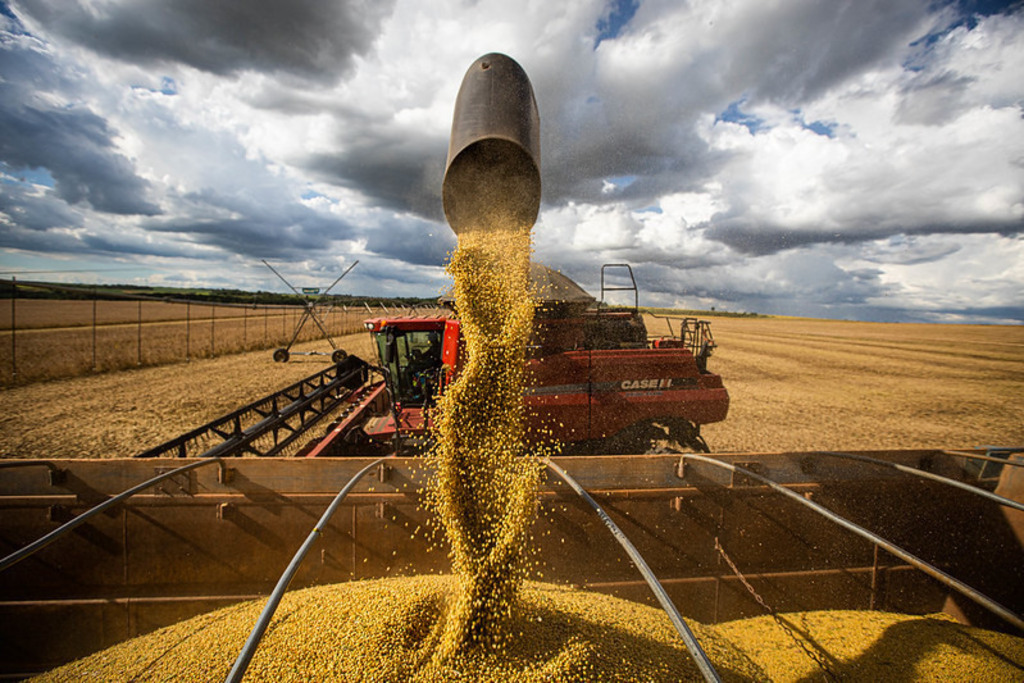 Crescimento na produção de grãos em Santa Catarina é estimada em 20,2%, com ganhos de produtividade