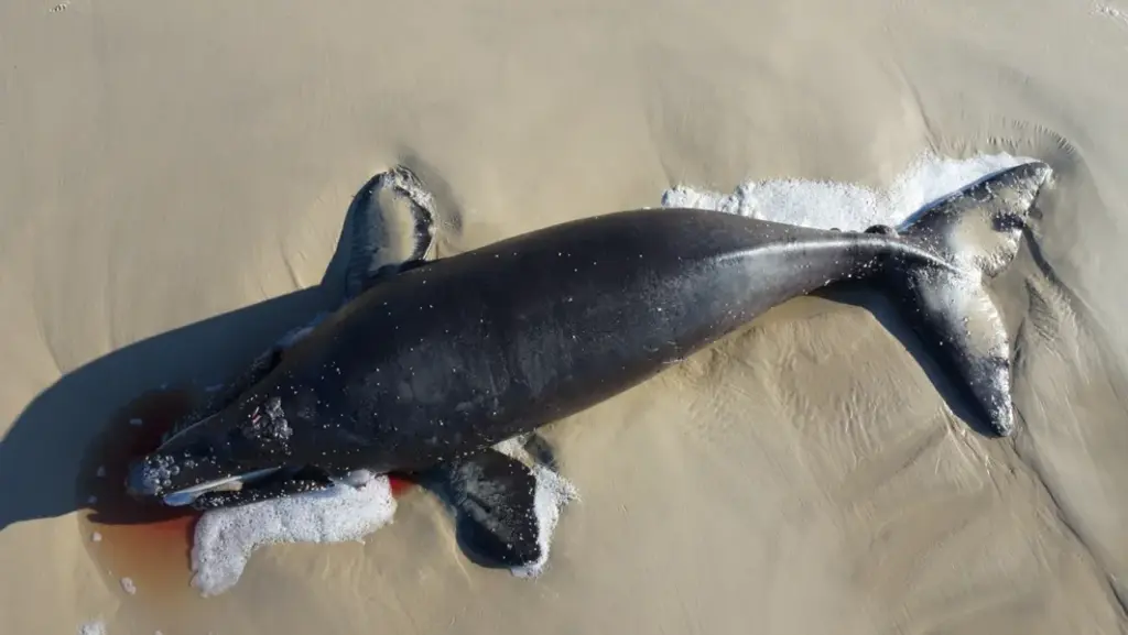  - Filhote de baleia-franca encontrado morto na Praia da Joaquina, em Florianópolis — Foto: Ricardo Wegrzynovski/R3 Animal/Divulgação