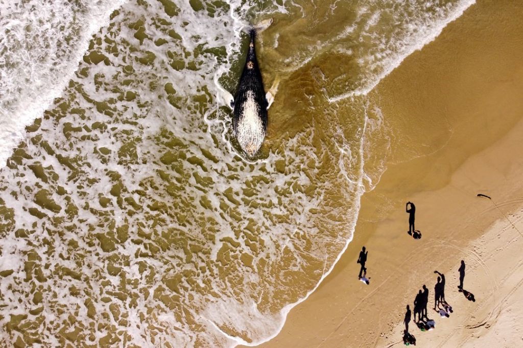 Baleia Jubarte encalha sem vida na Praia do Siriú