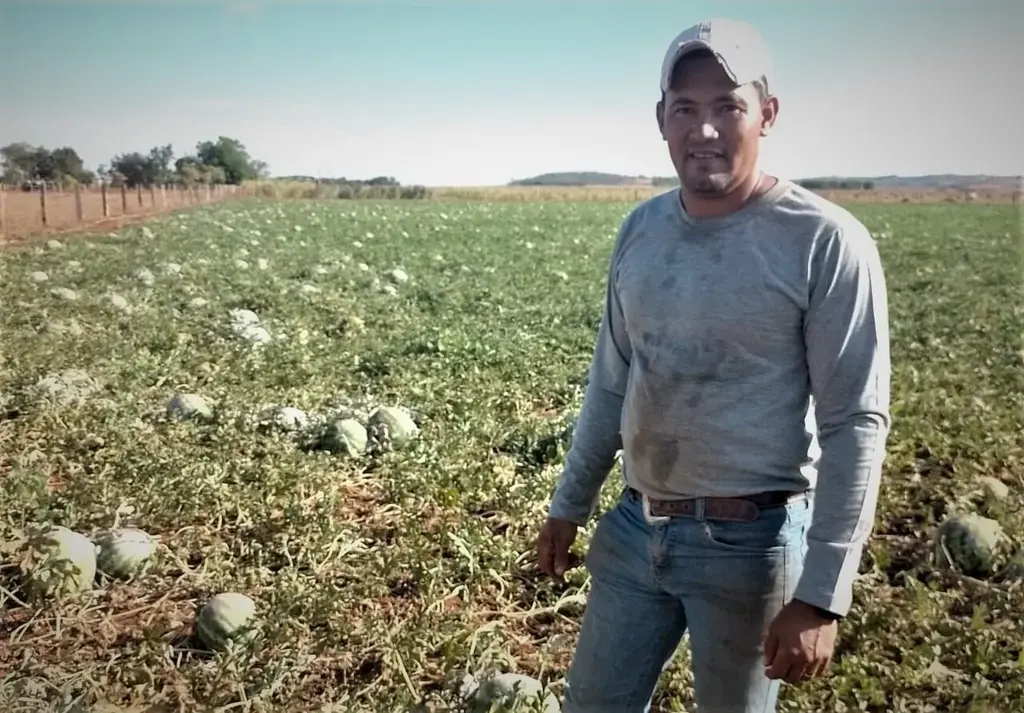 Resultado surpreendente: agricultor tem farta colheita de melancia em área de 1 hectare