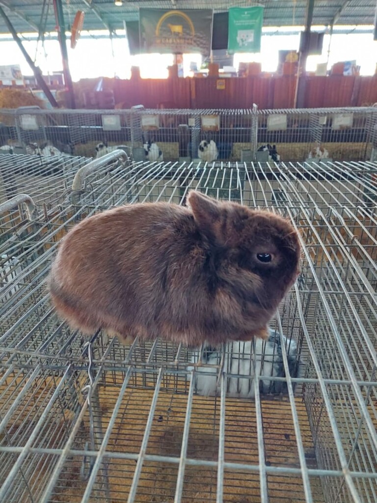PAVILHÃO DOS PEQUENOS ANIMAIS DA EXPOINTER DESPERTA ATENÇÃO DO PÚBLICO