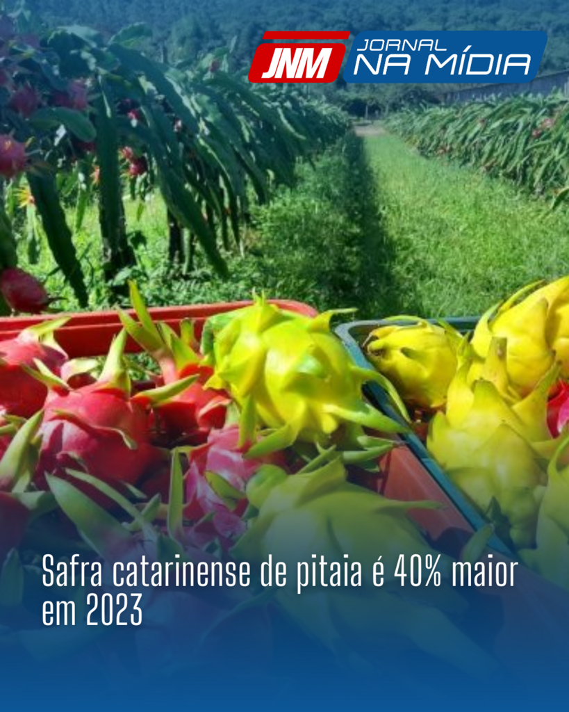 Safra catarinense de pitaia é 40% maior em 2023